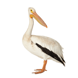 Pelican PNG