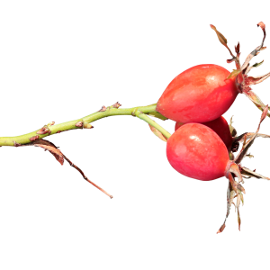 Rose hip PNG