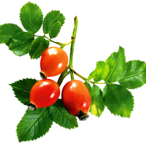 Rose hip PNG picture