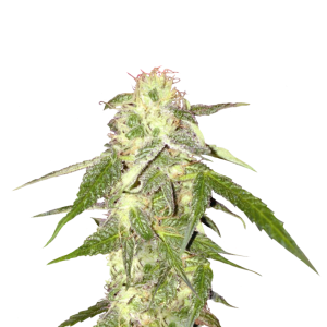 Cannabis PNG