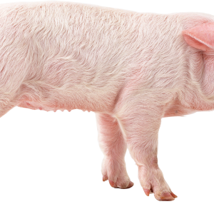 pig PNG image