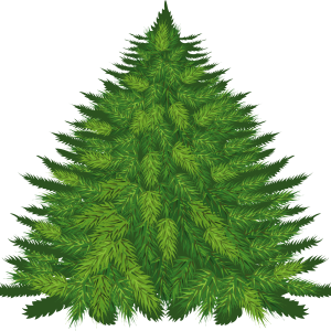 Fir-tree PNG image