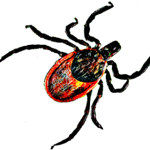 Tick insect PNG