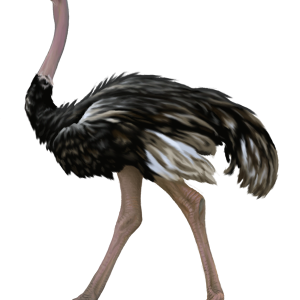 Ostrich PNG