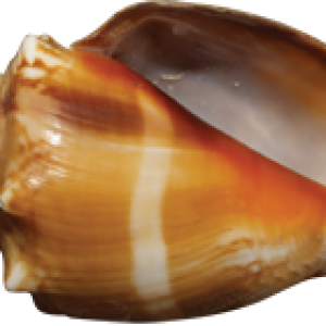 Conch PNG