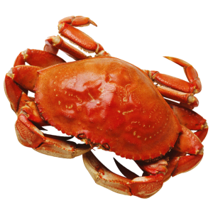 Crab PNG
