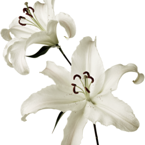 Lilium PNG