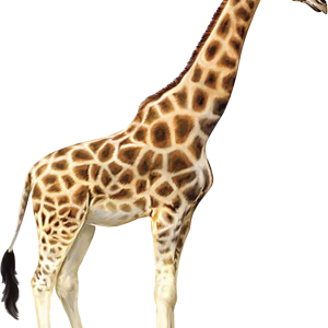 Giraffe PNG