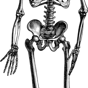 Skeleton PNG
