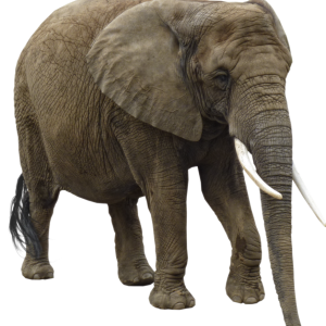 Elephant PNG