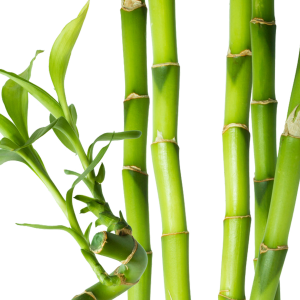 Bamboo PNG