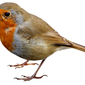 Bird PNG