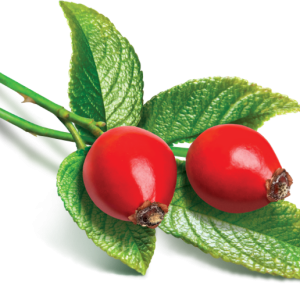 Rose hip PNG