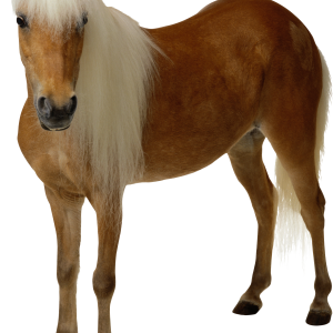 Horse png image