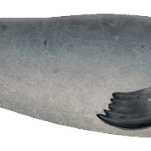 Harbor seal PNG