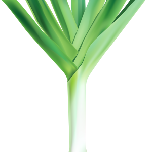 Leek PNG