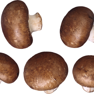 Mushroom PNG image