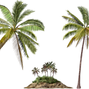 Palm tree PNG