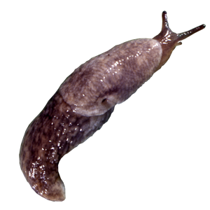 Slug PNG