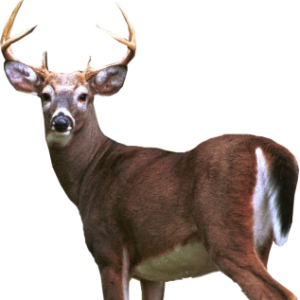 Deer PNG image