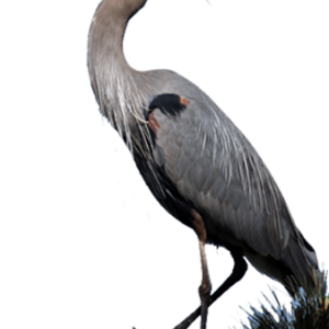 Heron PNG