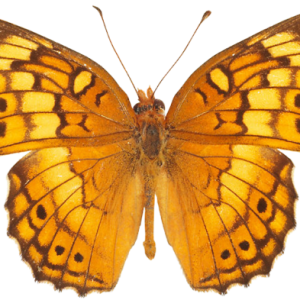 Orange butterfly PNG image, butterflies free download