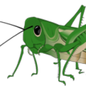 Grasshopper PNG