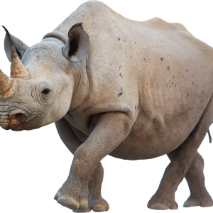 Rhino PNG