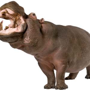 Hippo PNG