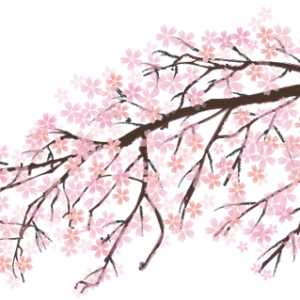 Sakura PNG