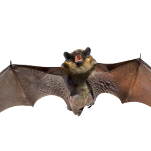 Bat PNG