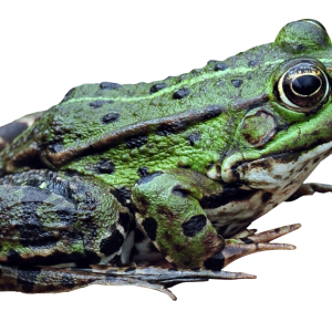 Frog PNG