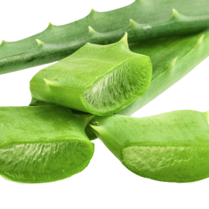 Aloe vera PNG