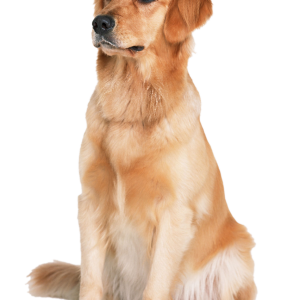 Labrador Retriever PNG