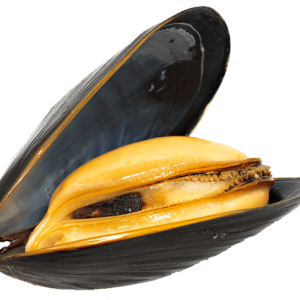 Mussel PNG