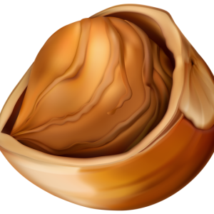 hazelnut PNG