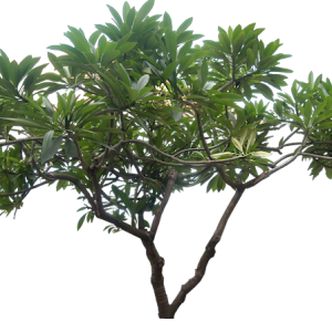 Jungle PNG