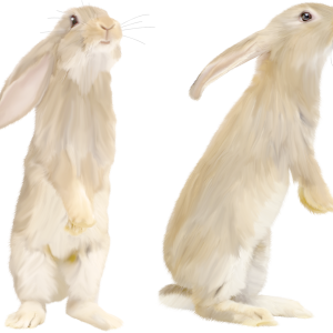 White rabbit PNG image