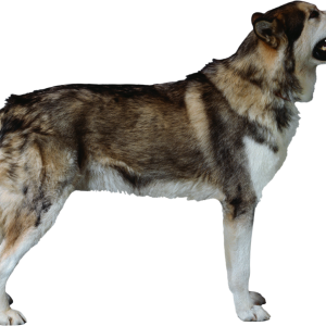 Dog PNG
