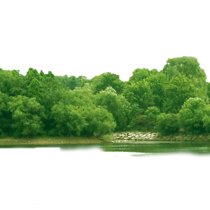 Forest PNG