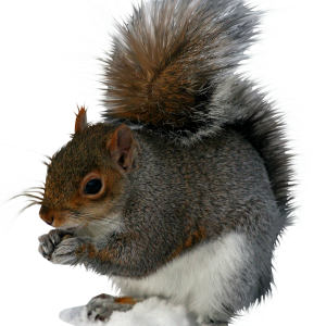 Squirrel PNG