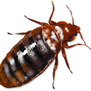 Bed bug PNG