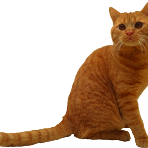 Cat PNG