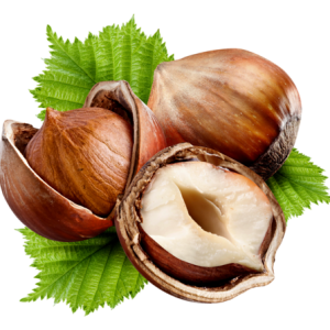 hazelnut PNG