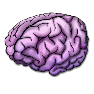 Brain PNG