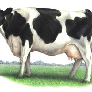 cow PNG