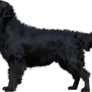 dog png image, picture, download, dogs