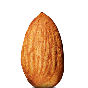 Almond seed image PNG