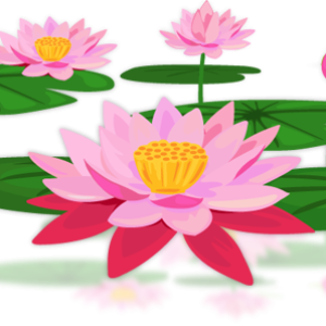 Lotus flower PNG