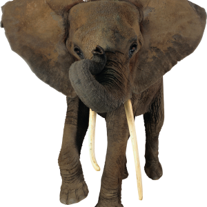 Elephant PNG